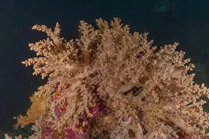 The Trip Prints: Coral reef and water plants at the Tubbataha Reefs, Philippines