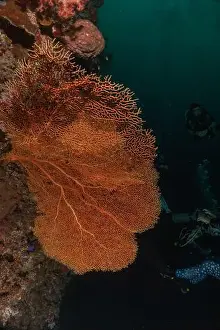 The Trip Prints: Coral reef and water plants at the Tubbataha Reefs, Philippines