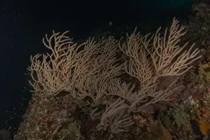 The Trip Prints: Coral reef and water plants at the Tubbataha Reefs, Philippines