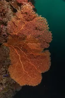 The Trip Prints: Coral reef and water plants at the Tubbataha Reefs, Philippines