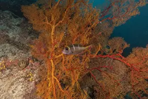 The Trip Prints: Coral reef and water plants at the Tubbataha Reefs, Philippines