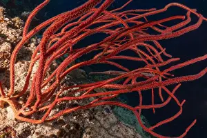 The Trip Prints: Coral reef and water plants at the Tubbataha Reefs, Philippines