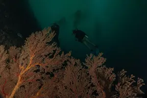 The Trip Prints: Coral reef and water plants at the Tubbataha Reefs, Philippines