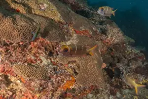 The Trip Prints: Coral reef and water plants at the Tubbataha Reefs, Philippines