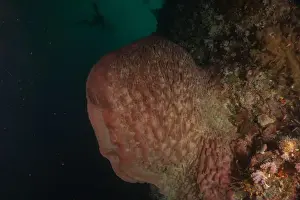 The Trip Prints: Coral reef and water plants at the Tubbataha Reefs, Philippines