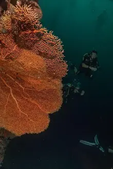 Coral reef and water plants at the Tubbataha Reefs, Philippines