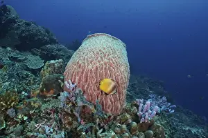 Water Body Prints: Coral reef with yellow fish and Barrel sponge