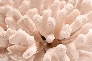 Gorgonian Prints: Coral in shade of mocha mousse, closeup view. Color of 2025 year