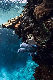 Menjangan Prints: Corals underwater in blue ocean Bali. Coral reef garden