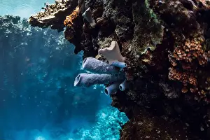 Menjangan Prints: Corals underwater in blue ocean. Coral reef garden, marine life