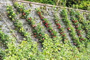 Beauty Beautiful Delightful Prints: Cordon apples ripening in the walled garden at the Torrisdale Castle Estate on the Kintyre Peninsula