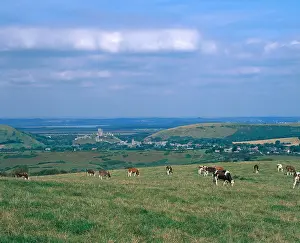Cows Prints: Corfe Castle village with cattle in the foreground