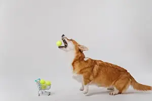 Playtime Prints: Corgi dog jumping to catch a tennis ball with shopping cart full of tennis balls