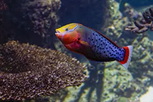 Catfish Prints: Coris Formosa fish inside beautiful reef