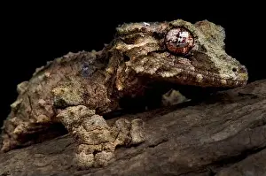 Cryptic Prints: Cork bark leaf-tailed gecko (Uroplatus pietschmanni)