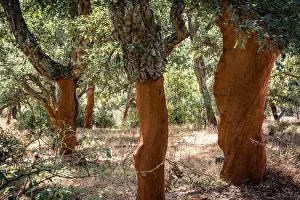 Stripped Prints: Cork trees (Quercus Suber) with moss in Sardinia