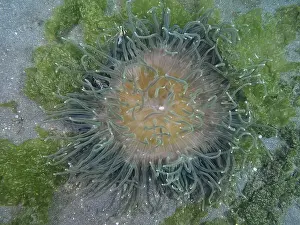 Cala Prints: Corkscrew anemone (Macrodactyla doreensis) with green tentacles and orange centre on sandy seabed