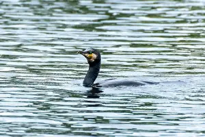 Animal Wildlife Prints: Cormorant ( Phalacrocorax carbo ) Bird species from the family of cormorants (Phalacrocoracidae)