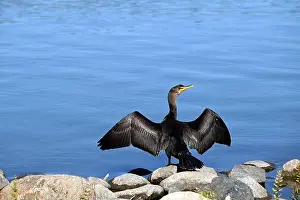 Cormorant Prints: A cormorant seen on the shore while he's drying its wings