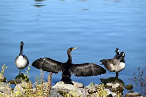 Cormorant Prints: A cormorant seen on the shore while he's drying its wings