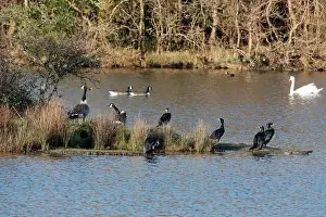 Cormorant Prints: Five cormorants and two Canada geese standing on an island; two more Canada geese