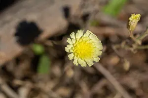 Dandelion Prints: Corn marigold in the sunset on the beach