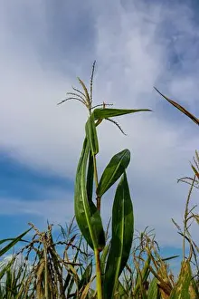 Blue Skies Prints: Corn stalk -- beautiful as a rolling field of them or as individual stalks