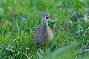 Calling Prints: Corncrake calling at Balranald North Uist Outer Hebrides