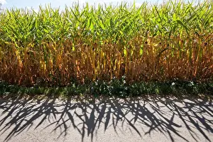 North Rhine Westphalia Prints: cornfield near Wetter on the river Ruhr
