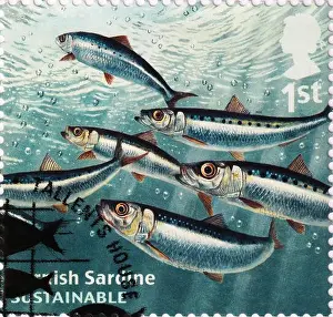 Sardine Prints: Cornish sardines on british postage stamp