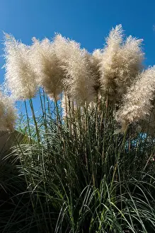 Environmental Conservation Prints: Cortaderia selloana