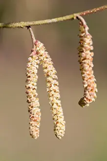 Hazel Prints: CORYLUS SIEBOLDIANA CLOSE UP OF CATKINS