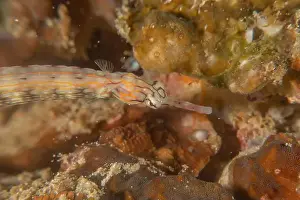 Orange Spotted Prints: Corythoichthys Ocellatus Ocellated pipefish in the Sea of the Philippines