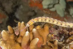 Orange Spotted Prints: Corythoichthys Ocellatus Ocellated pipefish in the Sea of the Philippines
