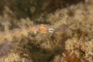 Orange Spotted Prints: Corythoichthys Ocellatus Ocellated pipefish in the Sea of the Philippines