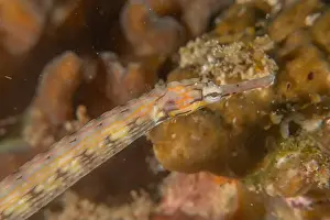 Orange Spotted Prints: Corythoichthys Ocellatus Ocellated pipefish in the Sea of the Philippines