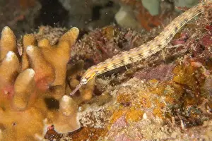 Orange Spotted Prints: Corythoichthys Ocellatus Ocellated pipefish in the Sea of the Philippines