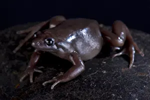 Nocturnal Prints: The Costa Rica Nelson frog (Ctenophryne aterrima) is a robust