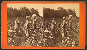 Conditions Prints: Cotton field. Alternate Title: Women carrying baskets of cotton
