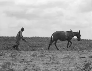Depression Prints: The cotton sharecropper's unit is one mule and the land he can cultivate with a one-horse plow