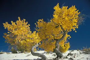 Wide Angle Prints: cottonwood trees White Sands National Monument New Mexico