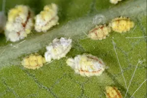 Cushion Prints: Cottony cushion scale (Icerya purchasi) nymphs on a leaf
