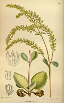 Tips Prints: Cotyledon oppositifolia, also known as the small-leafed cotyledon