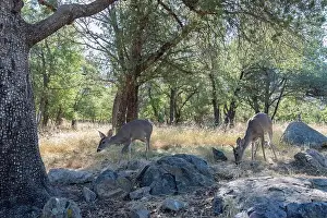 White Tailed Deer Prints: Coues White-tailed Deer (Odocoileus virginianus couesi)