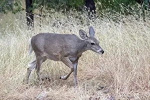 White Tailed Deer Prints: Coues White-tailed Deer (Odocoileus virginianus couesi)