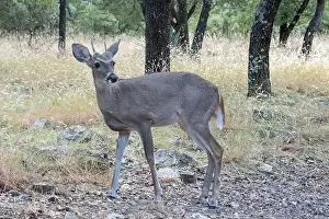 White Tailed Deer Prints: Coues White-tailed Deer (Odocoileus virginianus couesi)