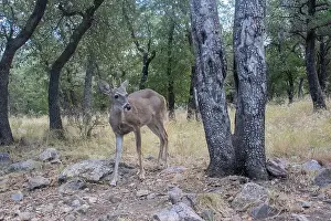White Tailed Deer Prints: Coues White-tailed Deer (Odocoileus virginianus couesi)