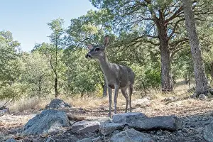 White Tailed Deer Prints: Coues White-tailed Deer (Odocoileus virginianus couesi)