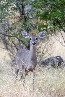 White Tailed Deer Prints: Coues White-tailed Deer (Odocoileus virginianus couesi)