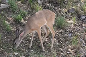 White Tailed Deer Prints: Coues White-tailed Deer (Odocoileus virginianus couesi)